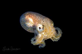 Octopus Larva
