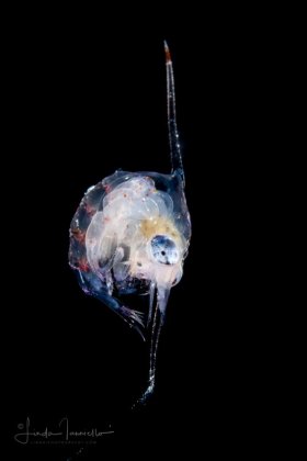 Crab Zoea Larva