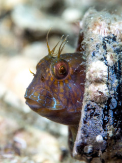 Blenny in a bottle; Blue Heron Bridge, Florida