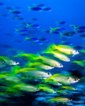 Photographed in Raja Ampat, Indonesia