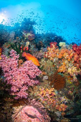 Photographed in Raja Ampat, Indonesia