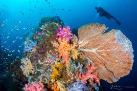 Photographed in Raja Ampat, Indonesia