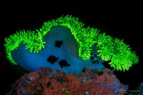 Photographed in Raja Ampat, Indonesia