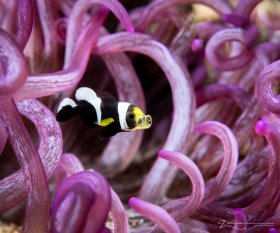 Photographed in Raja Ampat, Indonesia