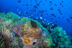 Photographed in the Red Sea, Egypt