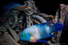 Thistlegorm - Photographed in Red Sea, Egypt