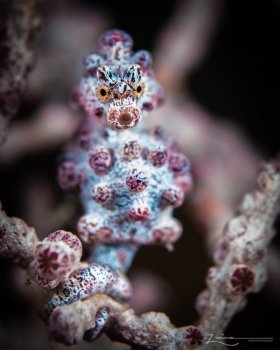 Yellow Eyes.  Photographed in Raja Ampat, Indonesia