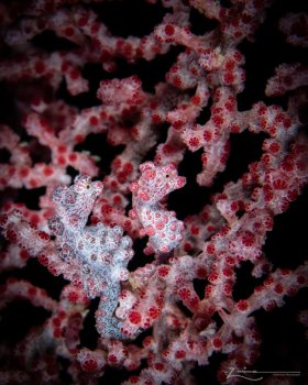 Photographed in Raja Ampat, Indonesia