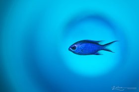 Photographed in Grand Cayman