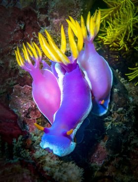 Nudibranch - Hypselodoris apolegma, Bali