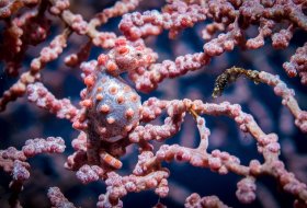 Pregnant Bargibant Pgymy Seahorse, Komodo
