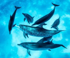 Spotted Dolphins, Bimini