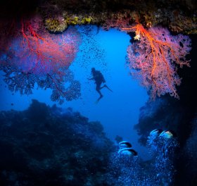 Cave with fans, Palau
