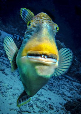 Trigger defending a nest, Palau