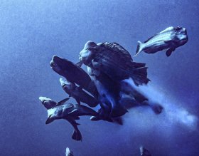Spawning Bump Head Parrot Fish Aggregation, Palau