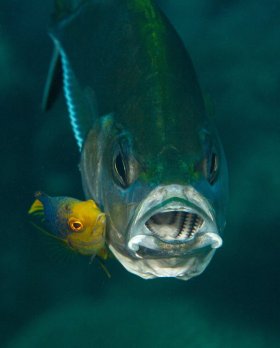 Cleaner hogfish at  work: Juvenile spanish hogfish cleaning a bar jack that won’t hold still, St. Croix, USVI