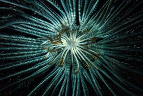 Crinoid Palau: Looking into the mouth parts of a beautiful feather star (that’s its name, aka cenometra bella), Palau