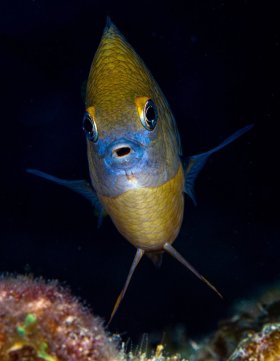 Damsel: Three-spot damselfish, St. Croix