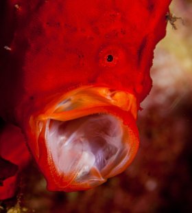 Froggy: Longlure frogfish, St. Kitts