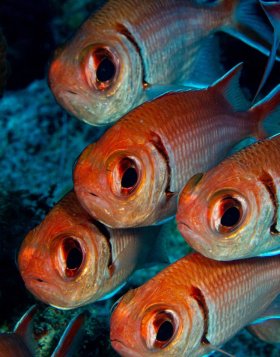 In formation: Blackbar soldier fish, St. Croix