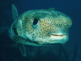 Mona Lisa Smile: Porcupine fish, St. Croix