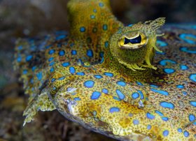 Peacock eye: Eye to eye with the stalked rotating eye of a peacock flounder