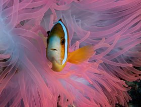 Pink on Pink: Pink anemonefish in pink anemone, Palau