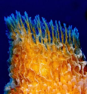 Psychedelic sponge: Azure vase sponge. They turn yellow as they near the end of their lives, St. Croix