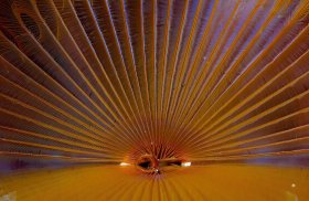 Radiant: Fan worm, St. Croix