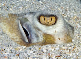 Sting eye: Eye of a southern stingray always watchful, even when buried.