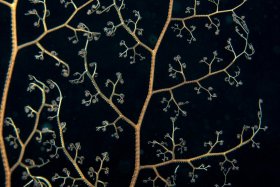 Basket star: Basket star, Dry Tortugas National Park
