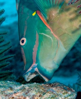 Big Mouthful: Stoplight parrotfish taking a big bite, Turks and Caicos