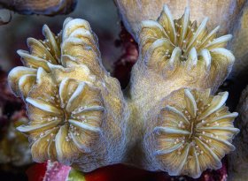 Bouquet: Smooth flower coral, Turks and Caicos