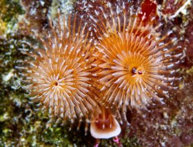 Christmas face: Christmas tree worm, St. Croix, USVI