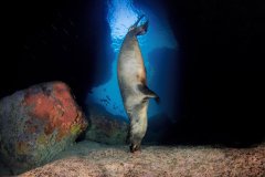 Sky Diving Sea Lion, La Paz, Mexico