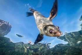 Young Sea Lion, La Paz, Mexico
