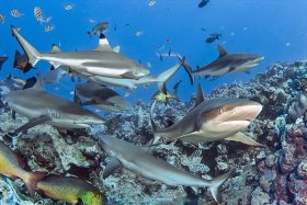 Sharks, Yap, Micronesia