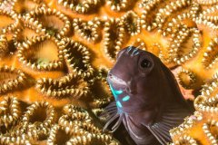 Blennie in Hard Coral, Philippines
