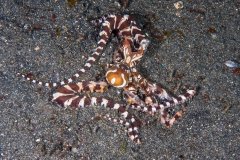 Wunderpus, Gangga Island, Indonesia