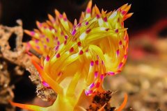 Flabellina, Komodo, Indonesia