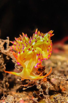 Flabellina, Komodo, Indonesia