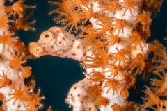 Denise Pygmy Seahorse, Raja Ampat, Indonesia
