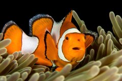 False Clown Anemone Fish, Raja Ampat, Indonesia