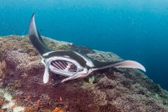 Giant Manta, Raja Ampat, Indonesia