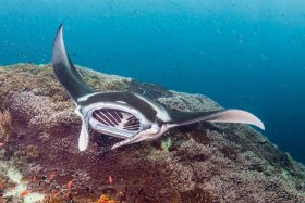 Giant Manta, Raja Ampat, Indonesia