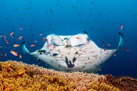 Giant Manta, Raja Ampat, Indonesia