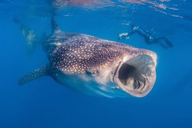 Whale Shark, Isla Mujeres, Mexico