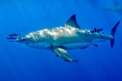 Great White Shark, Guadelope, Mexico