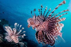 Lionfish Couple, Solomon Islands