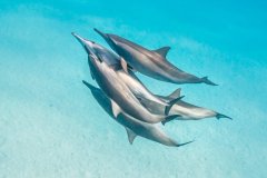 Spinner Dolphins, Satay Bay, Southern Red Sea